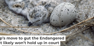 Piping plovers lay their eggs on the ground. They became an endangered species as development encroached on their habitat and made it harder for their chicks to survive. Under the Same Moon/Flickr, CC BY